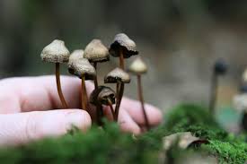 7 Easy Steps To Growing magic mushrooms