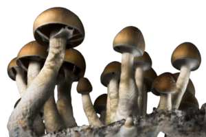 Penis Envy Magic Mushroom Strain